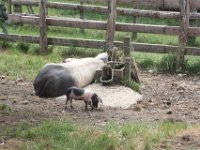 Le porc basque de race Pie Noir et d'appellation Kintoa